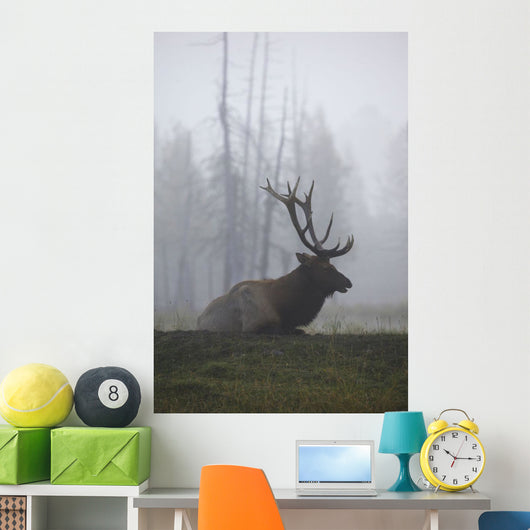 An Adult Roosevelt Bull Elk Lies On A Hillside In Early Morning Fog Wall Mural