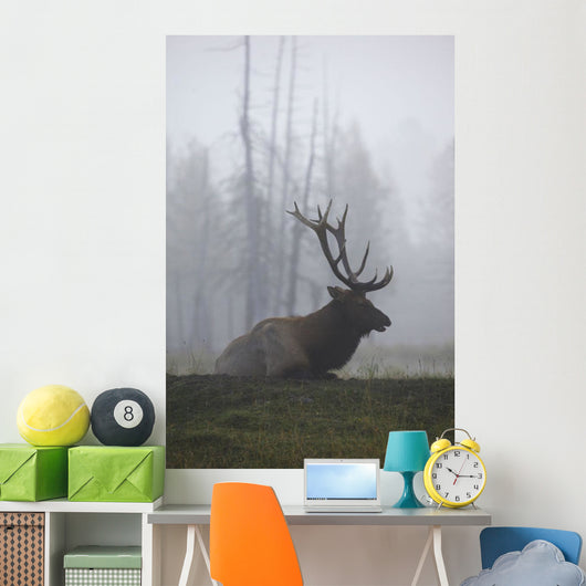 An Adult Roosevelt Bull Elk Lies On A Hillside In Early Morning Fog Wall Mural