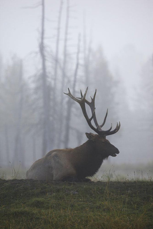 An Adult Roosevelt Bull Elk Lies On A Hillside In Early Morning Fog Wall Mural
