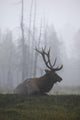 An Adult Roosevelt Bull Elk Lies On A Hillside In Early Morning Fog Wall Mural