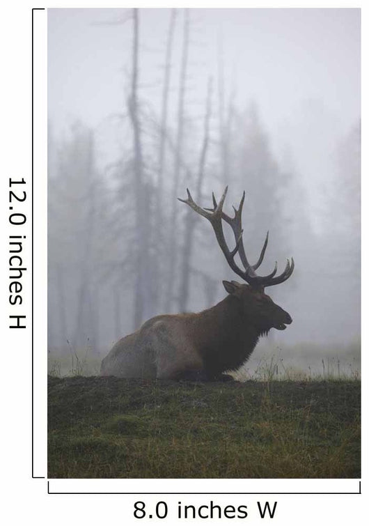 An Adult Roosevelt Bull Elk Lies On A Hillside In Early Morning Fog Wall Mural
