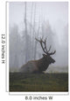 An Adult Roosevelt Bull Elk Lies On A Hillside In Early Morning Fog Wall Mural
