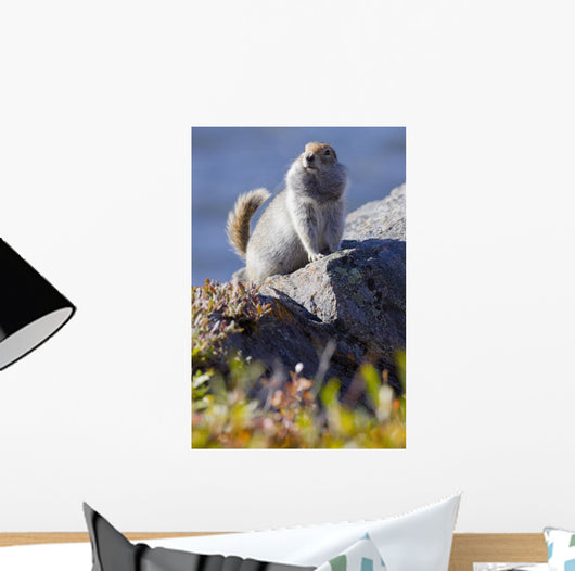 Close Up Of An Adult Arctic Ground Squirrel Sitting Wall Mural