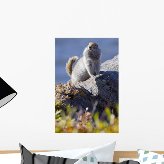 Close Up Of An Adult Arctic Ground Squirrel Sitting Wall Mural