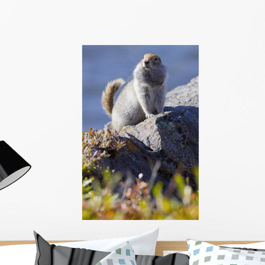 Close Up Of An Adult Arctic Ground Squirrel Sitting Wall Mural