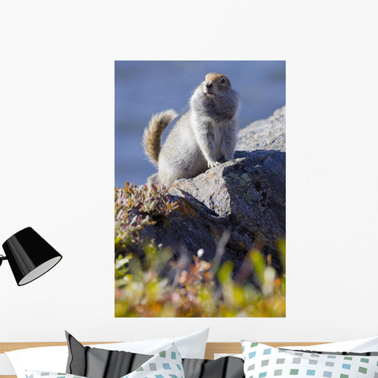 Close Up Of An Adult Arctic Ground Squirrel Sitting Wall Mural
