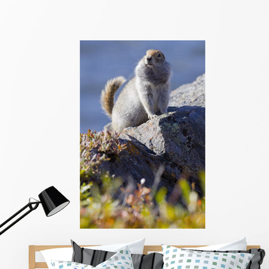 Close Up Of An Adult Arctic Ground Squirrel Sitting Wall Mural