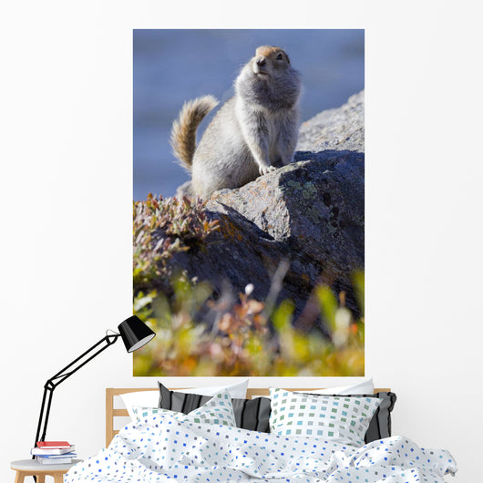 Close Up Of An Adult Arctic Ground Squirrel Sitting Wall Mural