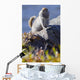 Close Up Of An Adult Arctic Ground Squirrel Sitting Wall Mural