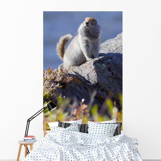 Close Up Of An Adult Arctic Ground Squirrel Sitting Wall Mural