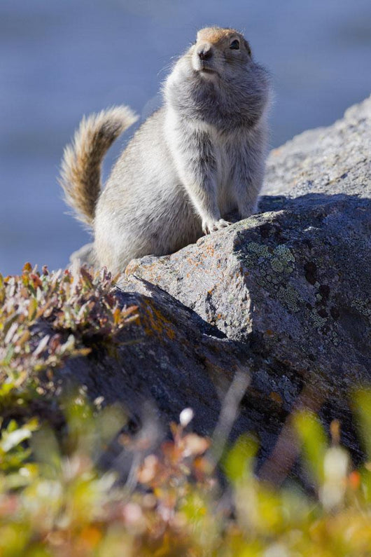 Close Up Of An Adult Arctic Ground Squirrel Sitting Wall Mural