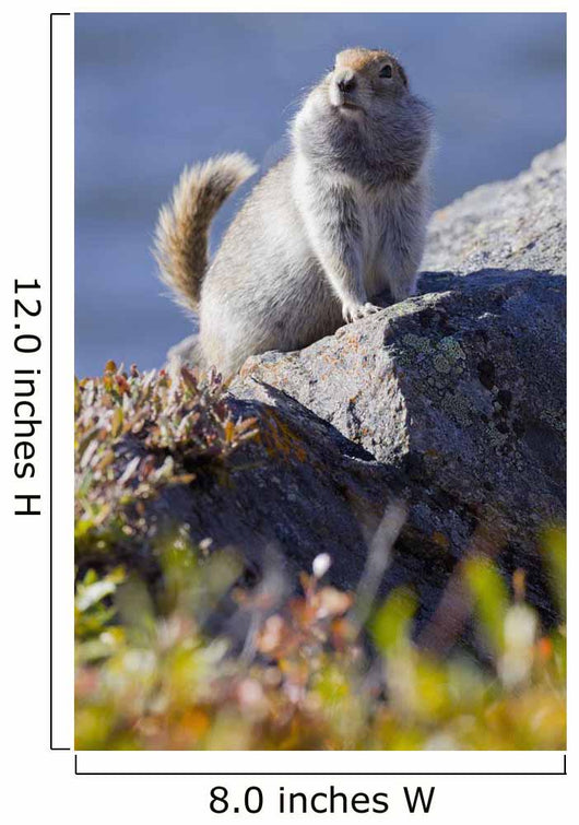 Close Up Of An Adult Arctic Ground Squirrel Sitting Wall Mural