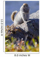 Close Up Of An Adult Arctic Ground Squirrel Sitting Wall Mural