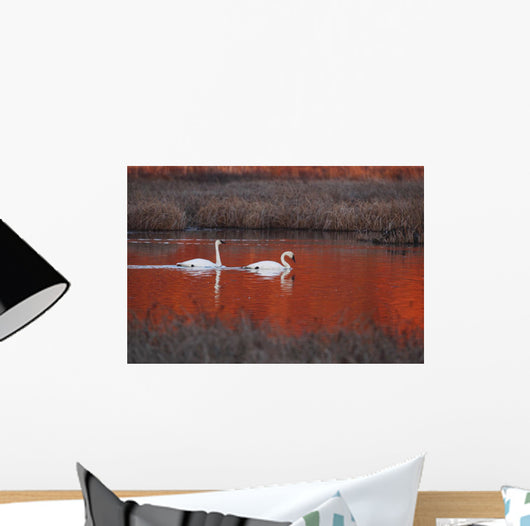 Pair Of Trumpeter Swans Swim Wall Mural
