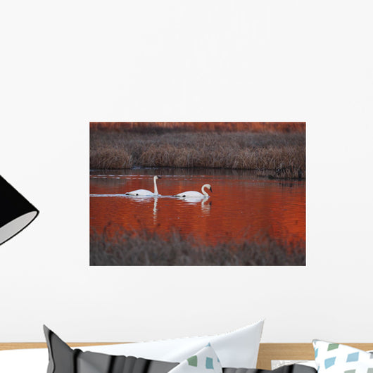 Pair Of Trumpeter Swans Swim Wall Mural