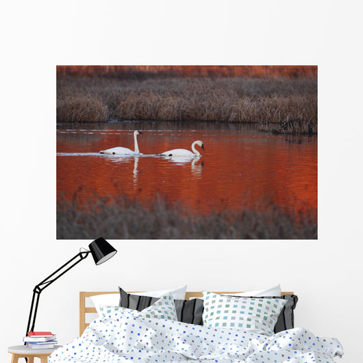 Pair Of Trumpeter Swans Swim Wall Mural