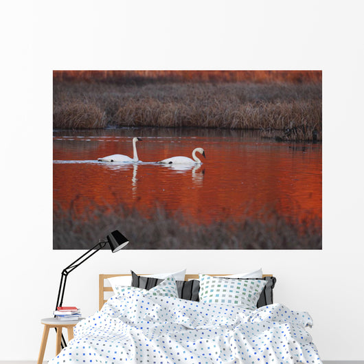 Pair Of Trumpeter Swans Swim Wall Mural
