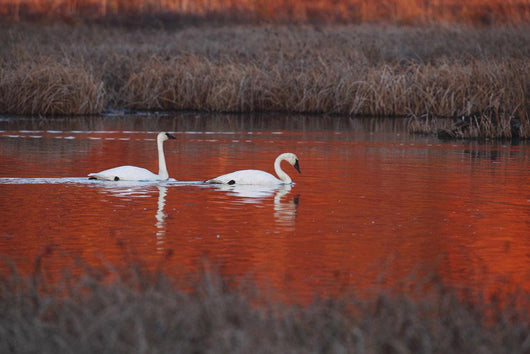 Pair Of Trumpeter Swans Swim Wall Mural