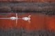 Pair Of Trumpeter Swans Swim Wall Mural