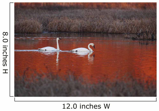 Pair Of Trumpeter Swans Swim Wall Mural