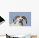 Close Up Of A Dall Sheep Ram In Denali National Park And Preserve Wall Mural