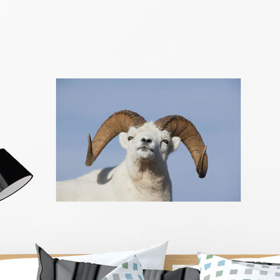 Up Dall Sheep Ram Wall Mural shown on a wall