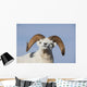 Close Up Of A Dall Sheep Ram In Denali National Park And Preserve Wall Mural
