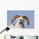 Close Up Of A Dall Sheep Ram In Denali National Park And Preserve Wall Mural