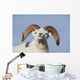 Close Up Of A Dall Sheep Ram In Denali National Park And Preserve Wall Mural