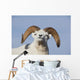 Close Up Of A Dall Sheep Ram In Denali National Park And Preserve Wall Mural