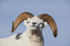 Close Up Of A Dall Sheep Ram In Denali National Park And Preserve Wall Mural