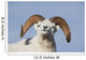 Close Up Of A Dall Sheep Ram In Denali National Park And Preserve Wall Mural
