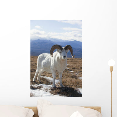 Dall Sheep Ram Stands Wall Mural shown on a wall