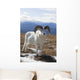 A Dall Sheep Ram Stands On Tundra Wall Mural