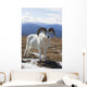 A Dall Sheep Ram Stands On Tundra Wall Mural
