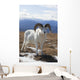 A Dall Sheep Ram Stands On Tundra Wall Mural