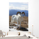 A Dall Sheep Ram Stands On Tundra Wall Mural