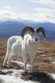 A Dall Sheep Ram Stands On Tundra Wall Mural