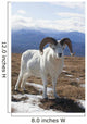 A Dall Sheep Ram Stands On Tundra Wall Mural