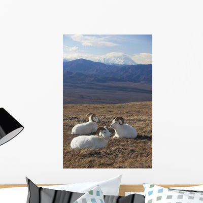 Three Dall Sheep Ram Wall Mural shown on a wall