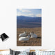 Three Dall Sheep Ram Resting Wall Mural