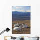 Three Dall Sheep Ram Resting Wall Mural