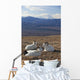 Three Dall Sheep Ram Resting Wall Mural