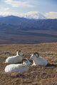 Three Dall Sheep Ram Resting Wall Mural
