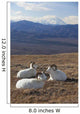 Three Dall Sheep Ram Resting Wall Mural