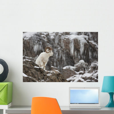 Dall Sheep Ram Stands Wall Mural shown on a wall