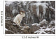 Dall Sheep Ram Stands Wall Mural