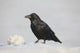 A Raven Perched On A Snow Bank, Girdwood, Southcentral Alaska, Winter Wall Mural