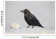 A Raven Perched On A Snow Bank, Girdwood, Southcentral Alaska, Winter Wall Mural