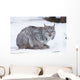 Canada Lynx Crouched On The Snowcovered Ground In Alberta Wall Mural